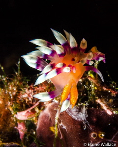 Flabellina Exoptata in Bunaken, with lunch? by Elaine Wallace 